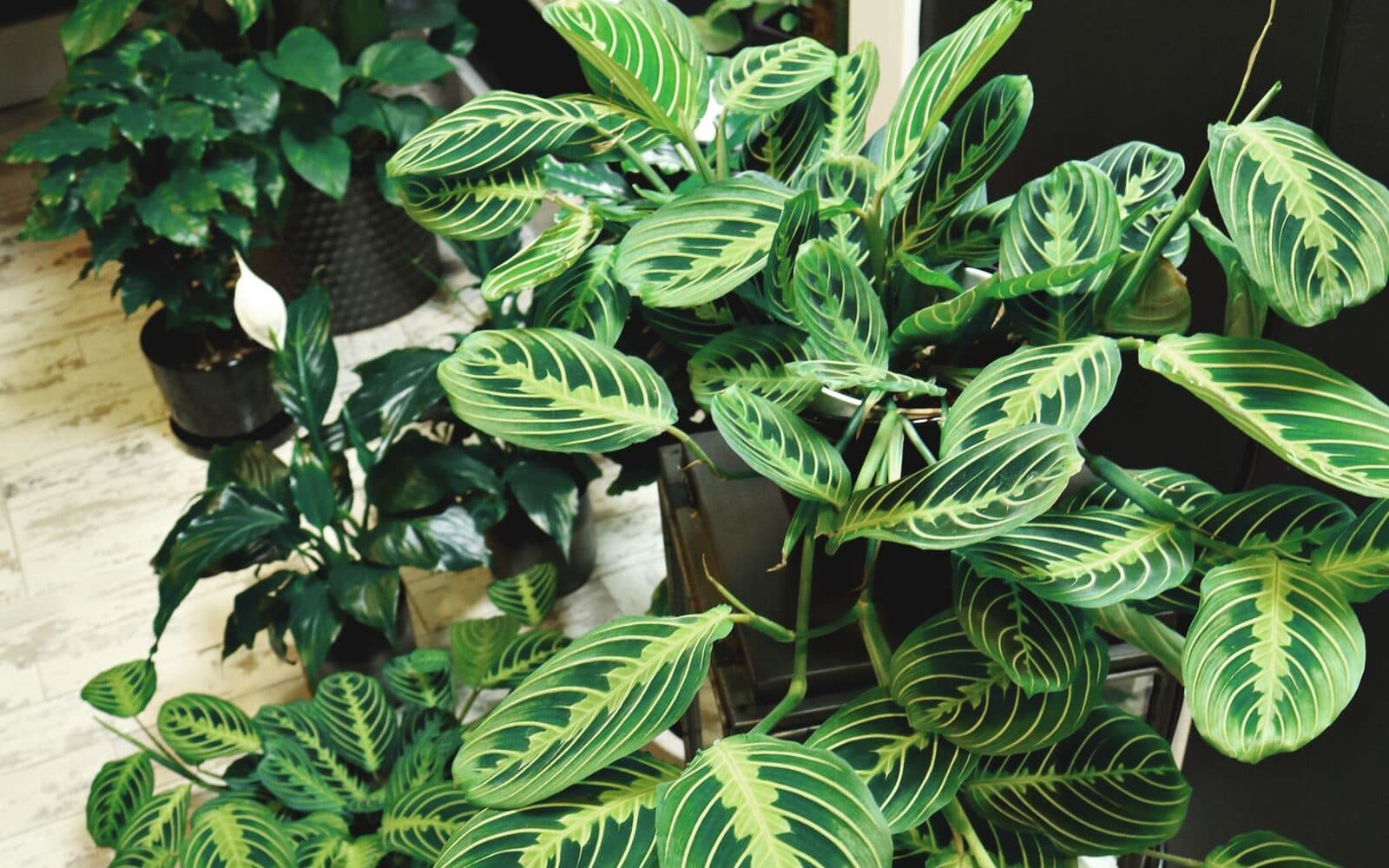 Colecție de plante de interior