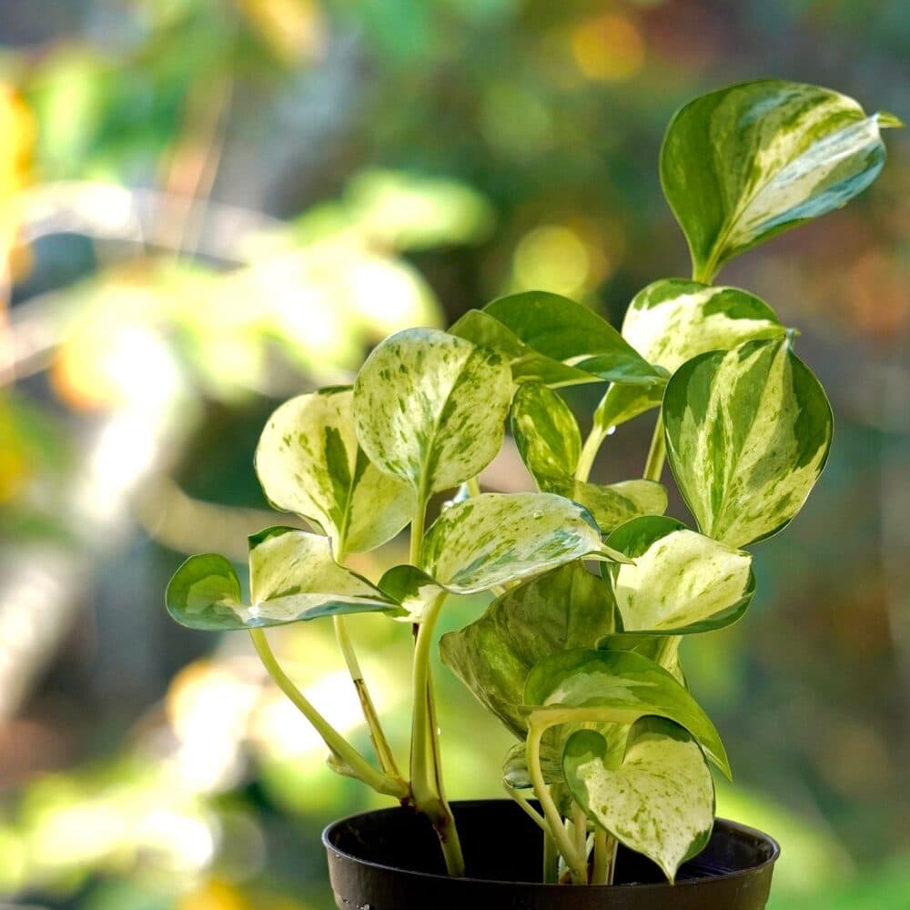 Pothos Marble Queen